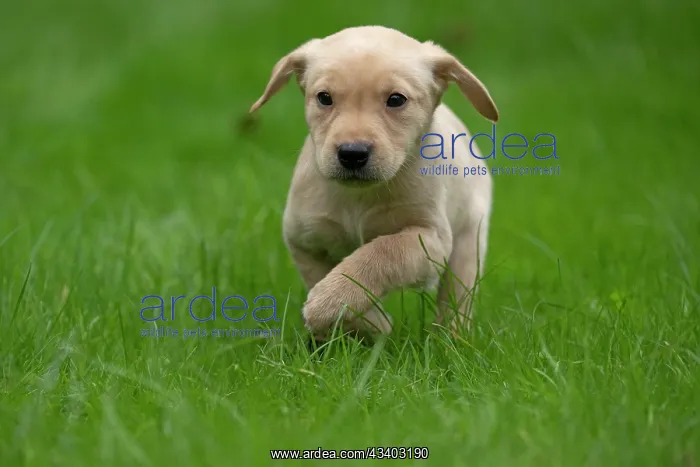 : DOG. Labrador Retriever puppy, yellow, 7 weeks old : DOG. Labrador Retriever puppy, yellow, 7 weeks old