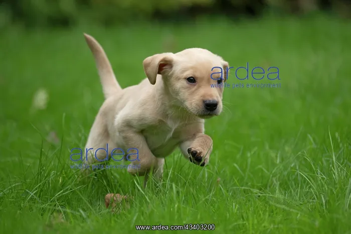: DOG. Labrador Retriever puppy, yellow, 7 weeks old : DOG. Labrador Retriever puppy, yellow, 7 weeks old