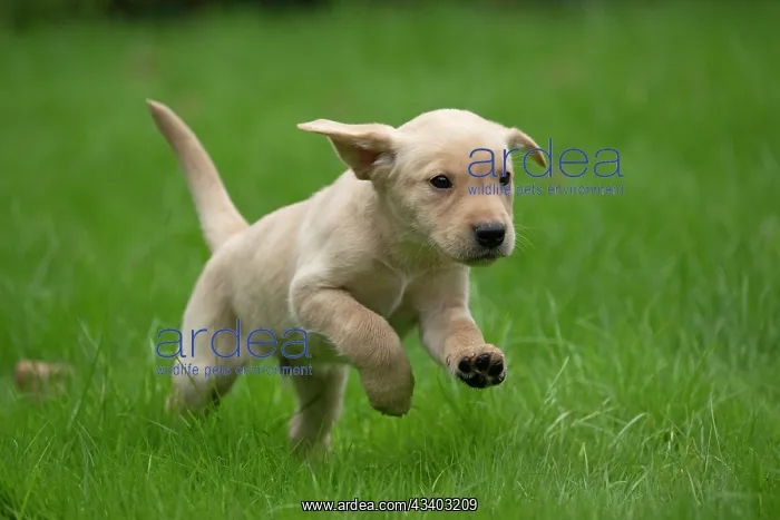 : DOG. Labrador Retriever puppy, yellow, 7 weeks old : DOG. Labrador Retriever puppy, yellow, 7 weeks old