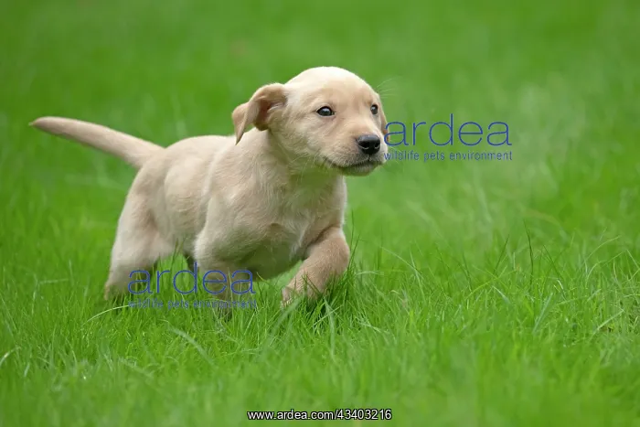 : DOG. Labrador Retriever puppy, yellow, 7 weeks old : DOG. Labrador Retriever puppy, yellow, 7 weeks old