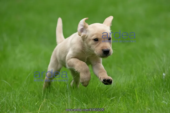: DOG. Labrador Retriever puppy, yellow, 7 weeks old : DOG. Labrador Retriever puppy, yellow, 7 weeks old