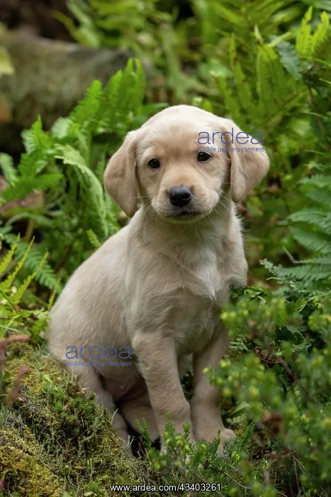 : DOG. Labrador Retriever puppy, yellow, 7 weeks old : DOG. Labrador Retriever puppy, yellow, 7 weeks old