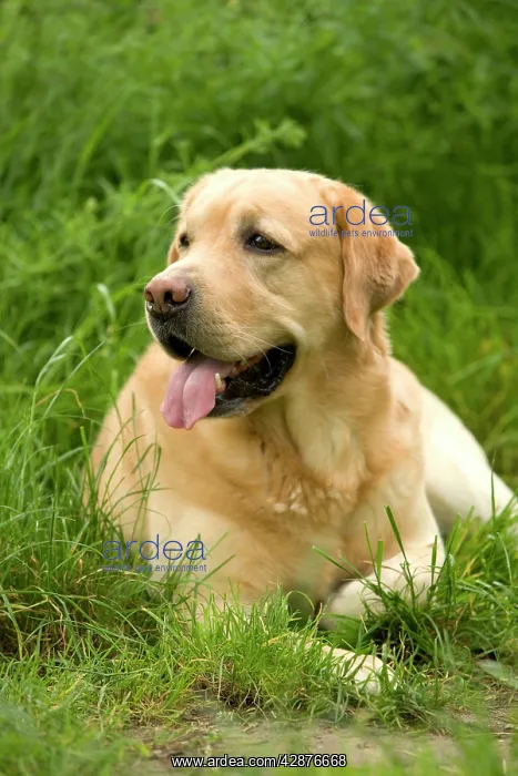  : Dog - Labrador Retriever resting in grass