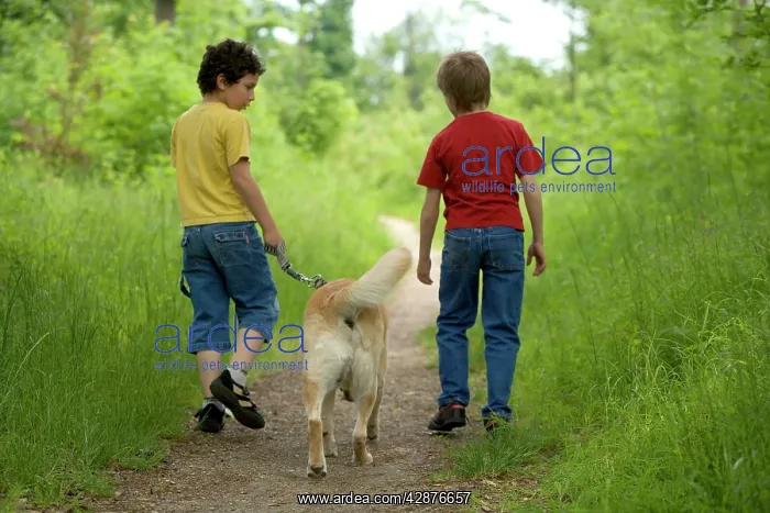 : Dog - Labrador Retriever being walked by two young boys : Dog - Labrador Retriever being walked by two young boys