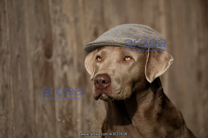 : Dog - Labrador Retriever wearing flat cap Digital : Dog - Labrador Retriever wearing flat cap Digital