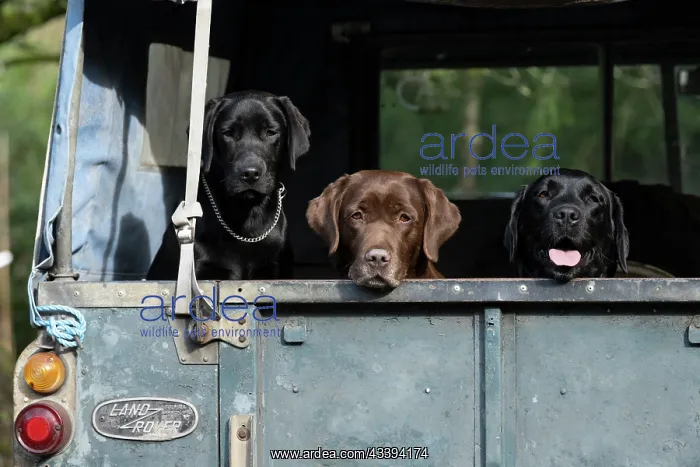 : DOG. Labrador Retriever, x3, black, chocolate : DOG. Labrador Retriever, x3, black, chocolate