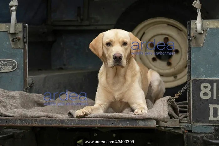 : DOG. Labrador Retriever ( yellow ) laying, looking : DOG. Labrador Retriever ( yellow ) laying, looking