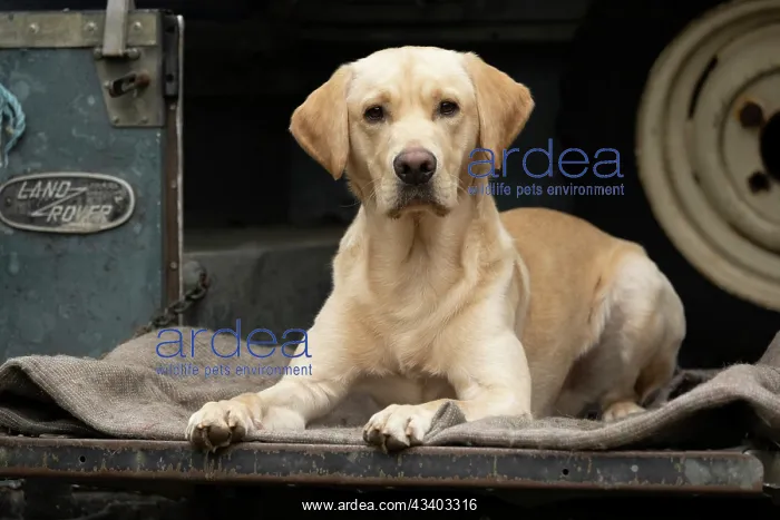 : DOG. Labrador Retriever ( yellow ) laying, looking : DOG. Labrador Retriever ( yellow ) laying, looking