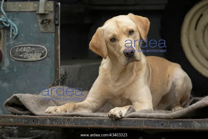 : DOG. Labrador Retriever ( yellow ) laying, looking : DOG. Labrador Retriever ( yellow ) laying, looking