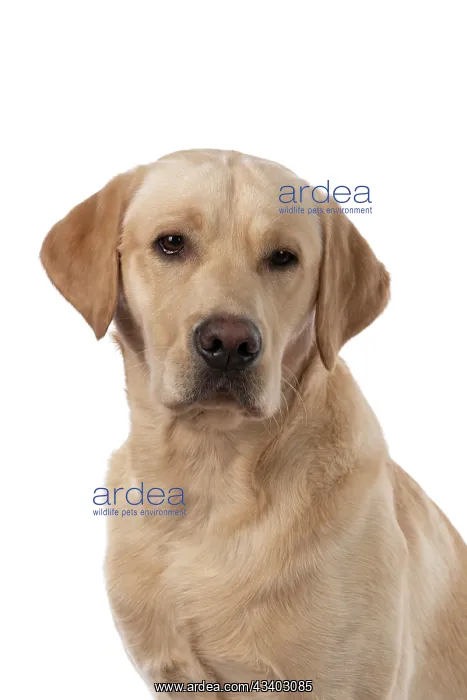 : DOG. Labrador Retriever ( yellow ) portrait, head : DOG. Labrador Retriever ( yellow ) portrait, head