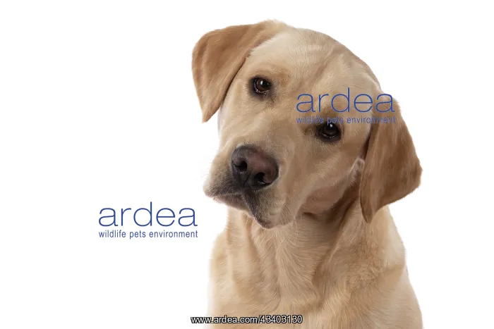 : DOG. Labrador Retriever ( yellow ) portrait, head : DOG. Labrador Retriever ( yellow ) portrait, head