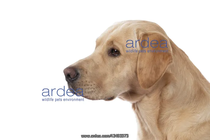 : DOG. Labrador Retriever ( yellow ) portrait, head : DOG. Labrador Retriever ( yellow ) portrait, head