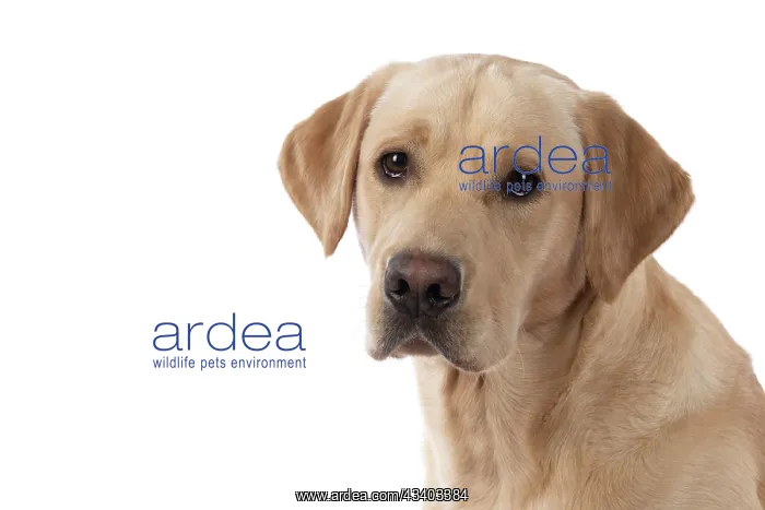 : DOG. Labrador Retriever ( yellow ) portrait, head : DOG. Labrador Retriever ( yellow ) portrait, head