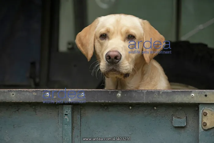 : DOG. Labrador Retriever ( yellow ) sitting, looking : DOG. Labrador Retriever ( yellow ) sitting, looking
