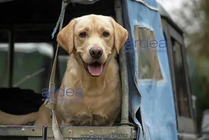 : DOG. Labrador Retriever ( yellow ) sitting, looking : DOG. Labrador Retriever ( yellow ) sitting, looking
