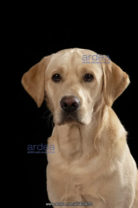 : DOG. Labrador Retriever ( yellow ) sitting, portrait : DOG. Labrador Retriever ( yellow ) sitting, portrait