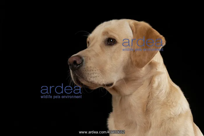 : DOG. Labrador Retriever ( yellow ) sitting, portrait : DOG. Labrador Retriever ( yellow ) sitting, portrait