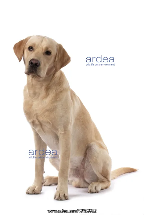 : DOG. Labrador Retriever ( yellow ) sitting, studio : DOG. Labrador Retriever ( yellow ) sitting, studio