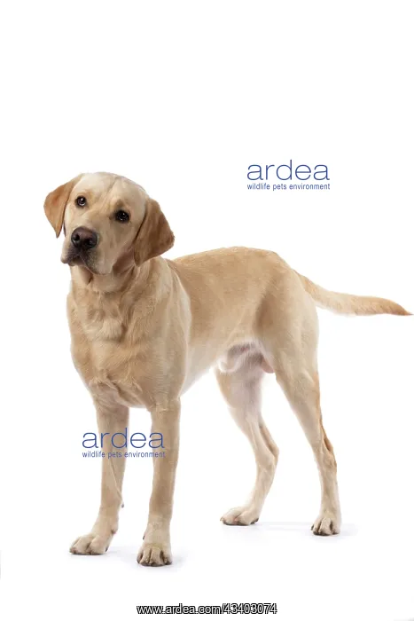 : DOG. Labrador Retriever ( yellow ) standing, studio : DOG. Labrador Retriever ( yellow ) standing, studio
