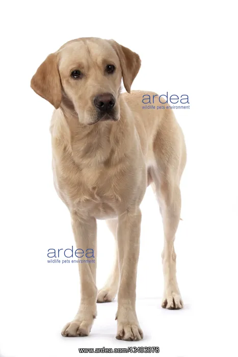 : DOG. Labrador Retriever ( yellow ) standing, studio : DOG. Labrador Retriever ( yellow ) standing, studio