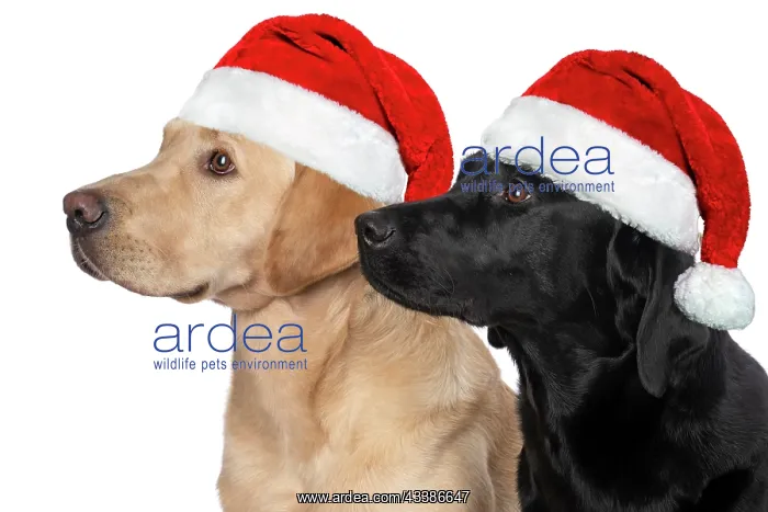 : DOG. Labrador Retrievers Yellow & Black together : DOG. Labrador Retrievers Yellow & Black together