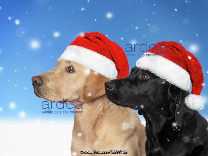  : DOG. Labrador Retrievers Yellow & Black together