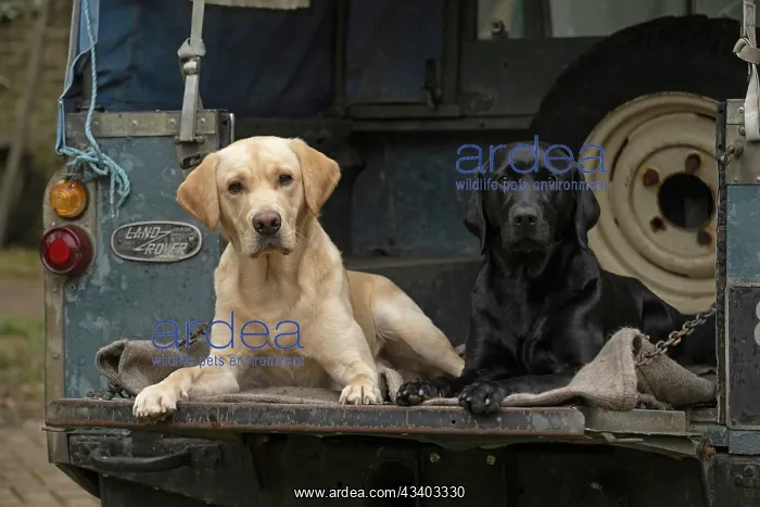 : DOG. Labrador Retrievers Yellow & Black laying : DOG. Labrador Retrievers Yellow & Black laying