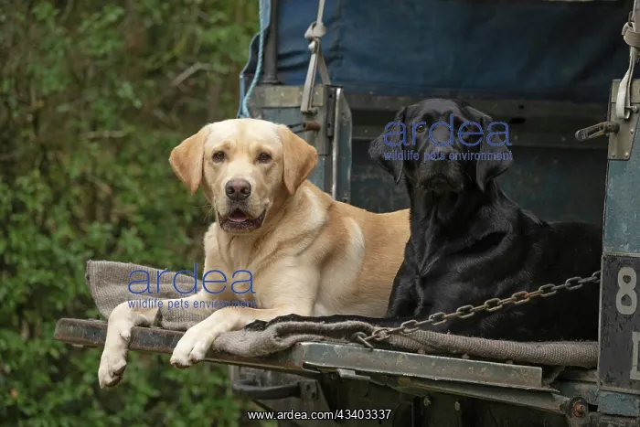 : DOG. Labrador Retrievers Yellow & Black laying : DOG. Labrador Retrievers Yellow & Black laying