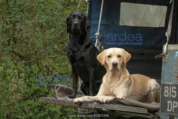: DOG. Labrador Retrievers Yellow & Black laying : DOG. Labrador Retrievers Yellow & Black laying