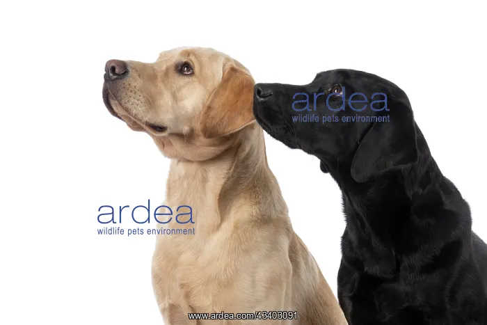 : DOG. Labrador Retrievers Yellow & Black, portrait : DOG. Labrador Retrievers Yellow & Black, portrait
