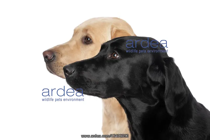 : DOG. Labrador Retrievers Yellow & Black, portrait : DOG. Labrador Retrievers Yellow & Black, portrait