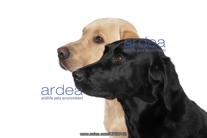 : DOG. Labrador Retrievers Yellow & Black, portrait : DOG. Labrador Retrievers Yellow & Black, portrait