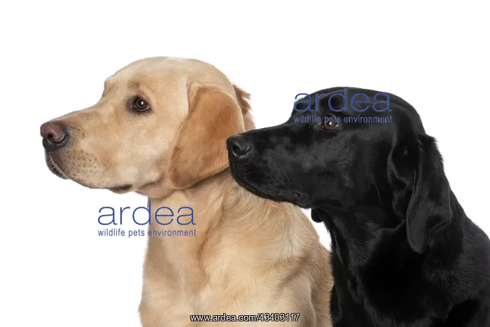 : DOG. Labrador Retrievers Yellow & Black, portrait : DOG. Labrador Retrievers Yellow & Black, portrait