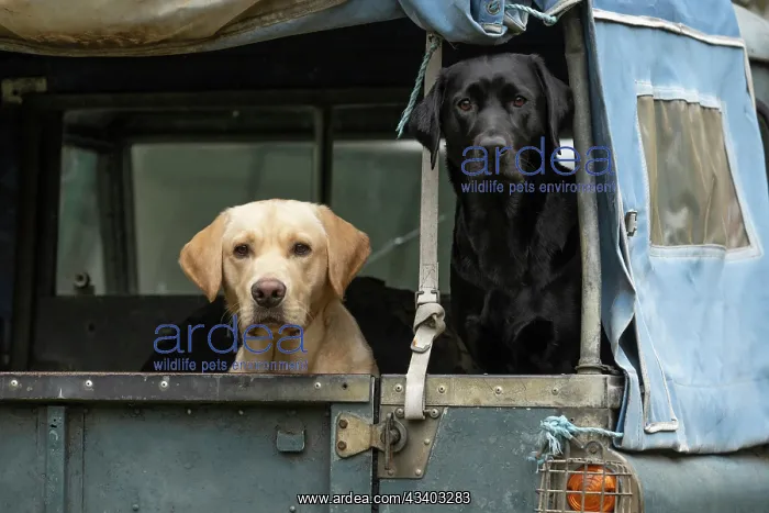: DOG. Labrador Retrievers Yellow & Black sitting : DOG. Labrador Retrievers Yellow & Black sitting