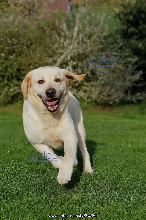  : Dog - Labrador running