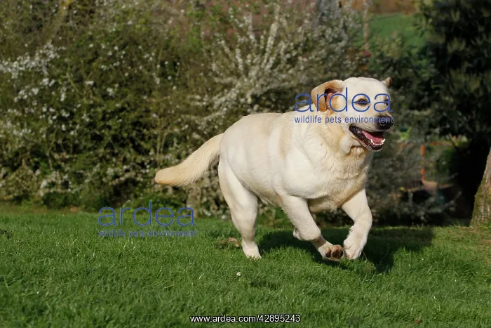 : Dog - Labrador running