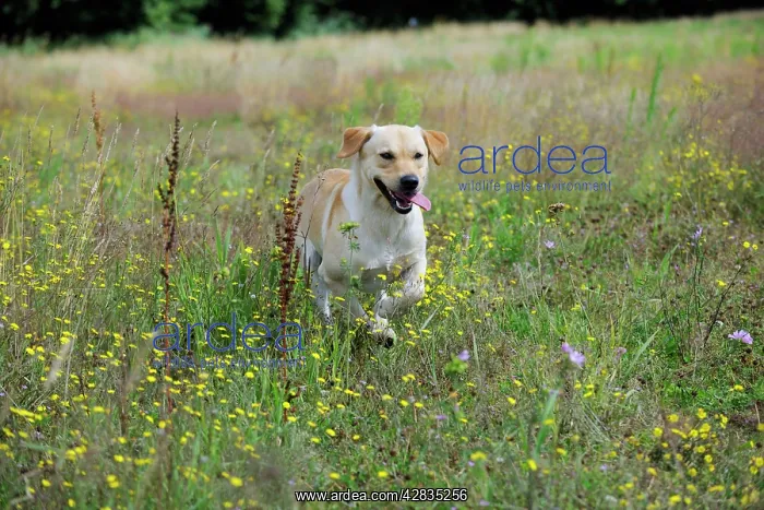 : Dog. Labrador running in field : Dog. Labrador running in field