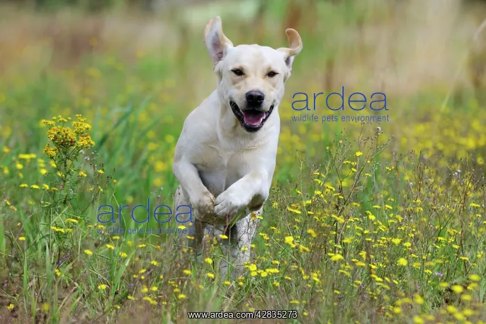 : Dog. Labrador running in field : Dog. Labrador running in field