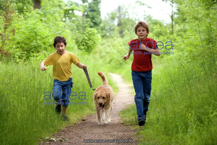  : Dog - Labrador running along path on lead with two children
