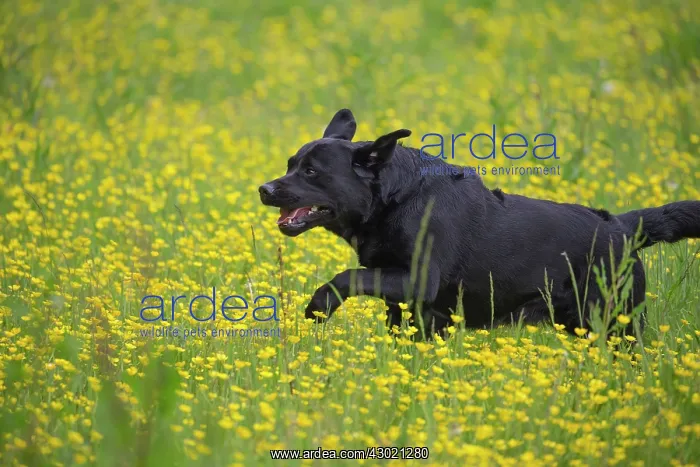  : Dog Labrador running in spring flowers