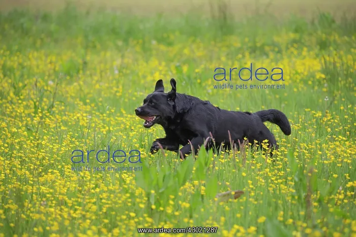  : Dog Labrador running in spring flowers