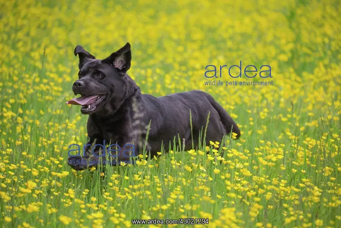  : Dog Labrador running in spring flowers