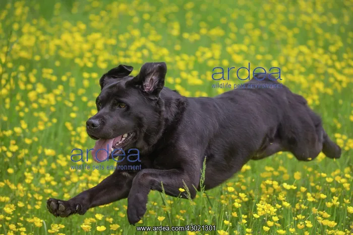  : Dog Labrador running in spring flowers