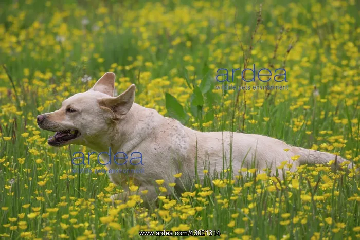  : Dog Labrador running in spring flowers
