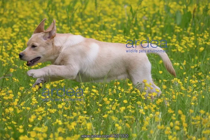  : Dog Labrador running in spring flowers