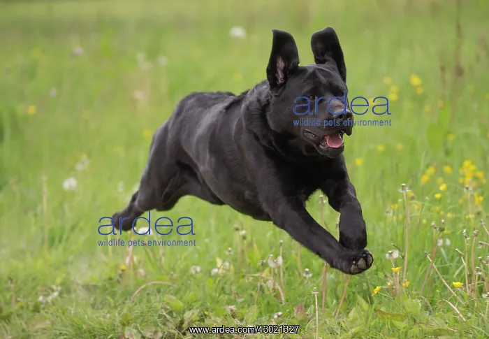  : Dog Labrador running in spring flowers