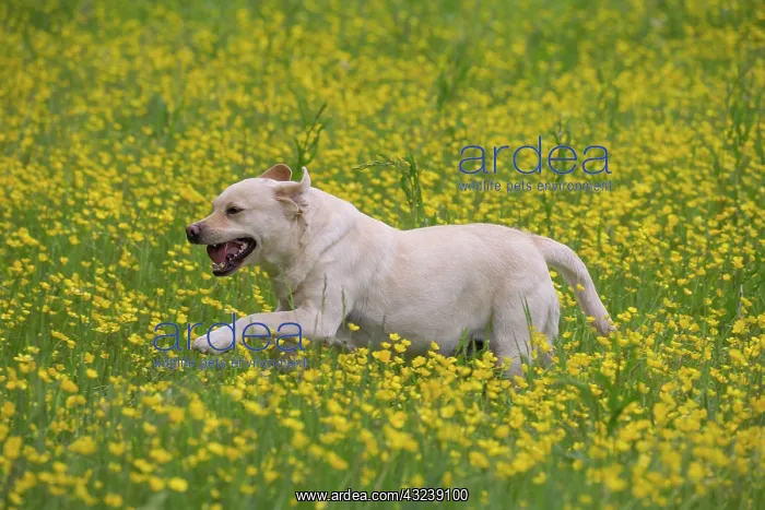  : Dog Labrador running in spring flowers