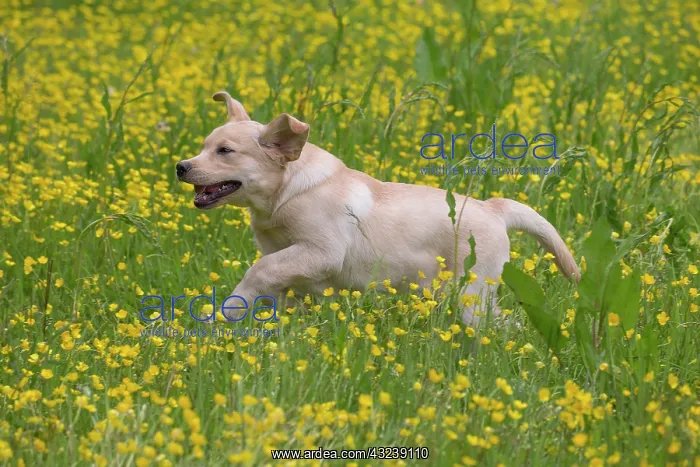  : Dog Labrador running in spring flowers