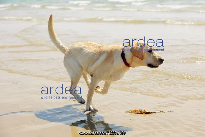  : DOG. Labrador running in surf