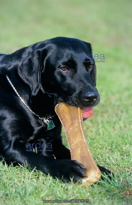  : DOG - Labrador, sitting down, with chew